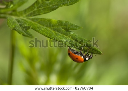 little lady beetle-macro photo