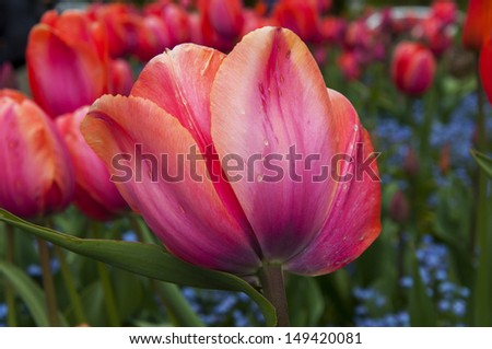 A large tulip opens up in a garden bed full of tulips