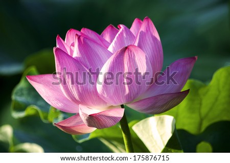 Early sun shining on pink lotus flower