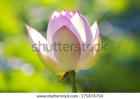 Sun shining on pink and white lotus flower