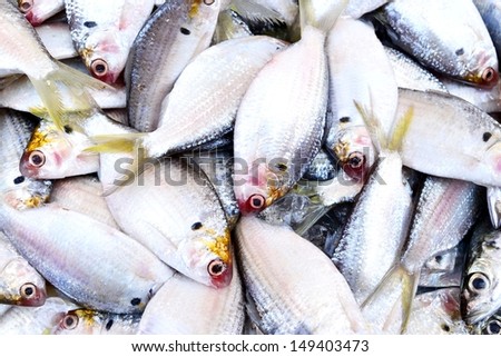 Fresh fish on ice in the fresh market