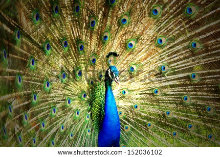 Close Up Portrait Of Beautiful Peacock With Feathers Out