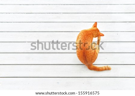 Top view of Ginger Cat Scratch ear with copy space , white background. Animal portrait.