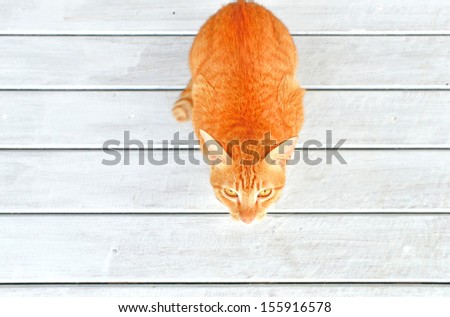 Top view of Ginger Cat look up with copy space ,  white background. Animal portrait.