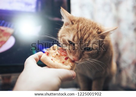 Ginger Cat Eating Pizza