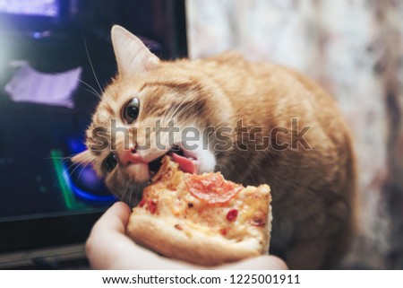 Ginger Cat Eating Pizza