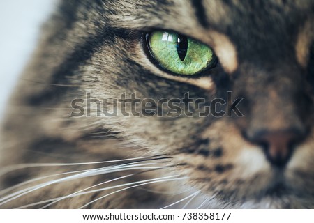 Cat Girl with Green Eyes Close Up. Breed of cat Norsk Skogkatt also Skogkatter and Skovkatter or Wegie