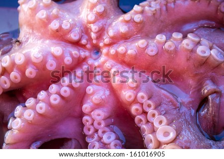 Fresh octopus with suction cups