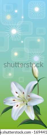 banner flower white lily on a green background