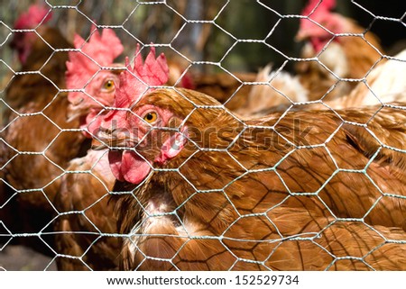 a few brown chicken in a hen house