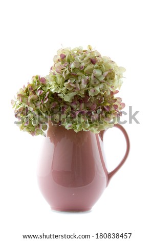 old pink hot chocolate jug filled with dried hydrangea flowers isolated