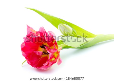 single double early tulip isolated