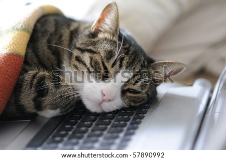 cat taking a quick power nap on laptop