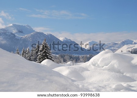 Trees snow covered in austrian winter landscape