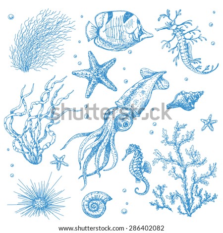 A set of underwater plants and animals. Hand drawn sketch of starfish, shells, squid, fish, hippocampus and algae.