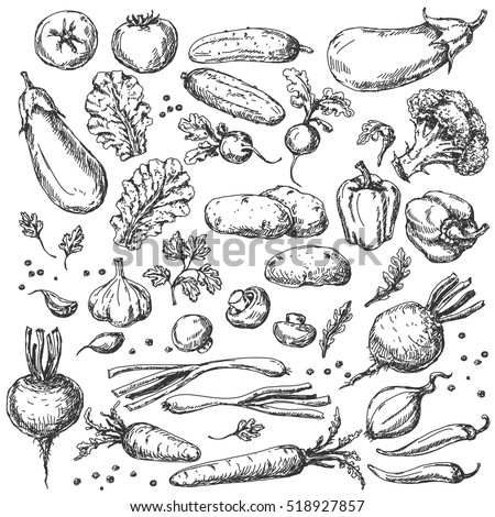Vegetable Set. Sketch of tomato, cucumber, carrot, broccoli, potato, eggplant, mushrooms, onion, beet, radish, pepper and lettuce.