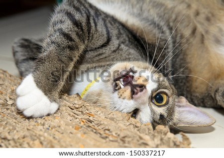 A cat happily scratching or playing with a cat scratcher