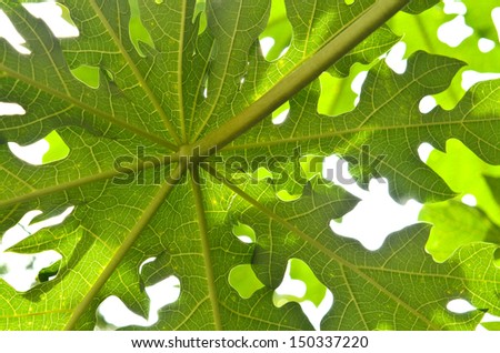 Fresh and green papaya leaf