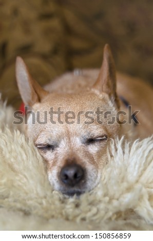 Chihuahua sleeping on the couch