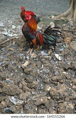 Colorful chicken standing on dirt