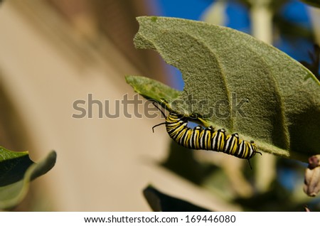 Monarch caterpillar eating leaf