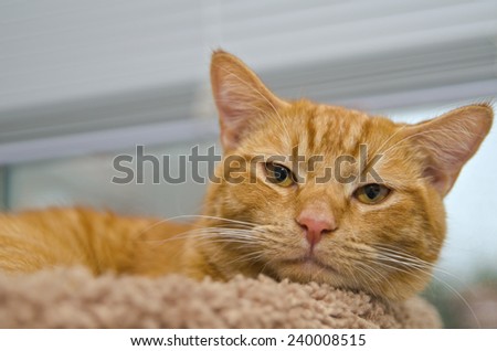 Orange tabby cat with pink nose laying on bed nest to window