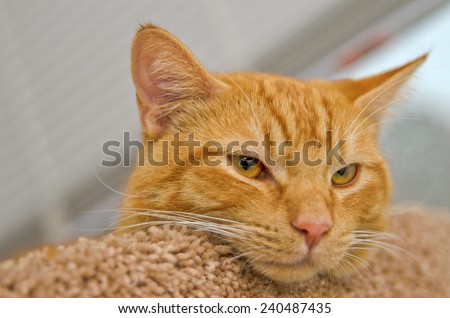 Orange tabby cat with pink nose laying on bed nest to window