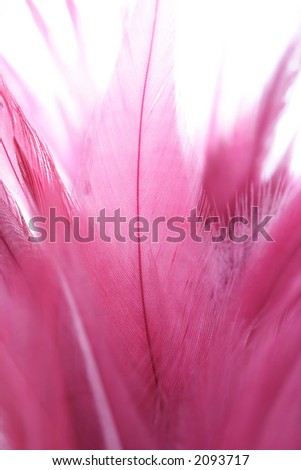 Feathers, close-up
