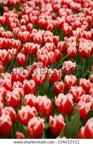 Red Tulips - center of attention. Red tulips with green. Focus is in the group of tulips in the center of photograph.