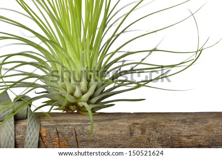 WOOD SCIENTIFIC NAME wood scientific name: