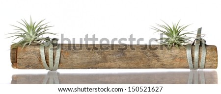 WOOD SCIENTIFIC NAME wood scientific name: