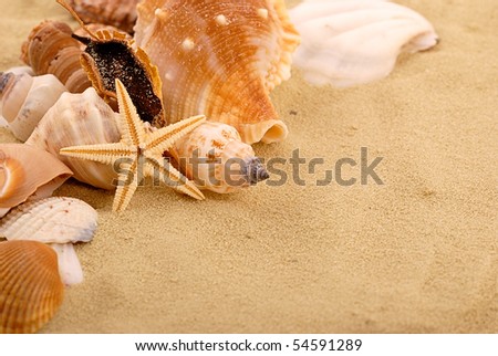 stock photo : sea shells with sand as background