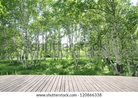 Birch forest with wood walking footpath pavement.