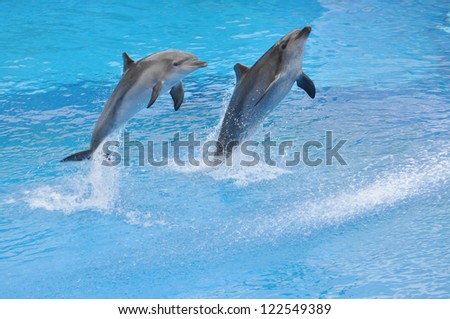 Two dolphins jump out of water.