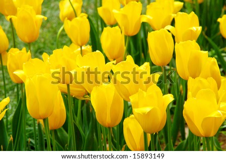 The yellow tulips grow in flower bed in the spring garden.