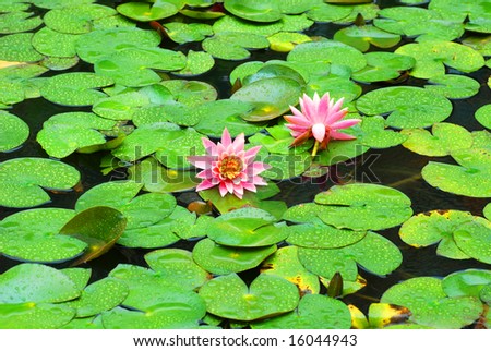 The water lily flowers lying on the verdure round leaves in the spring rain.