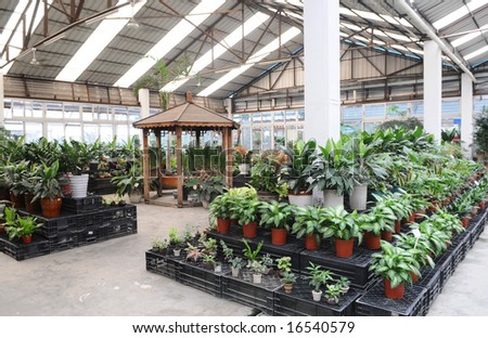 The indoor garden in a greenhouse.