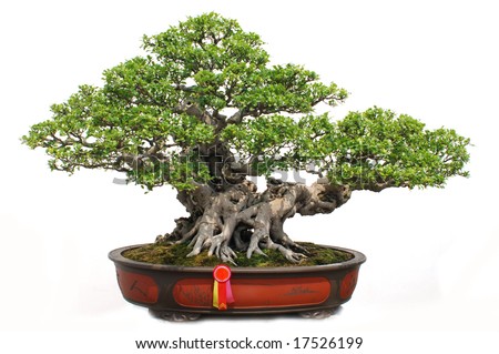 Bonsai Plant on The Chinese Bonsai Tree Of Banyan In A Pottery Pot  Stock Photo