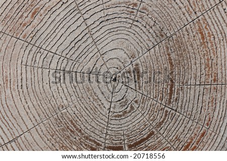 The annul growth rings on an old stump.