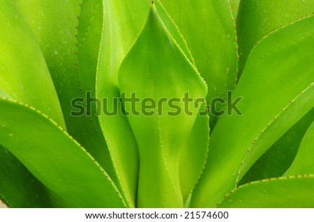 The verdure leaves of century plant or American aloe background.