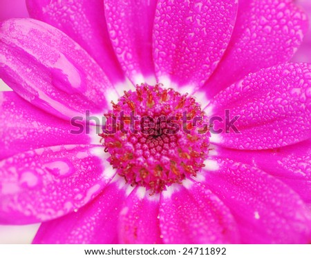The mauve cineraria flower petal with water drops.