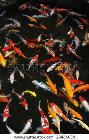 The colorful koi carps swimming happily in the pond water in landscape garden.