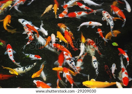 The swimming colorful carps in the tranquil pond water.