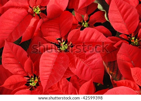 Bright red Christmas roses decoration