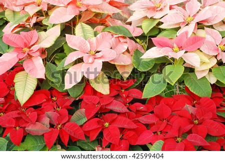 Bright red and pink Christmas roses decoration