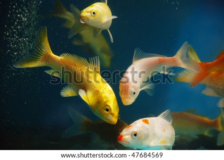 The colorful koi fishes or golden fish swim carefree in the aquarium.