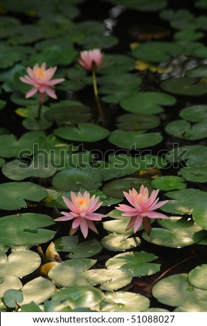 Pink water lily flowers and round green leaves floating in garden pond water.