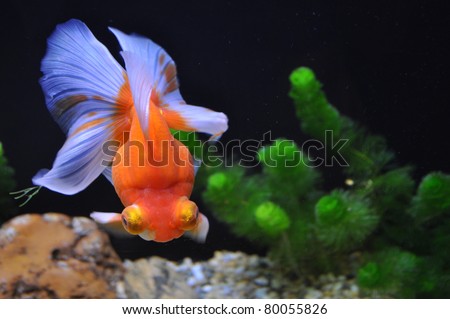 A beautiful gold fish swim carefree in the water tank.