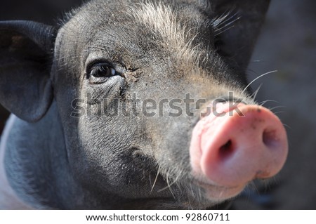 The Pig'S Head With Long Snout Stock Photo 92860711 : Shutterstock