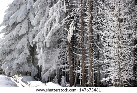 winter, tall trees, lots of snow on the branches